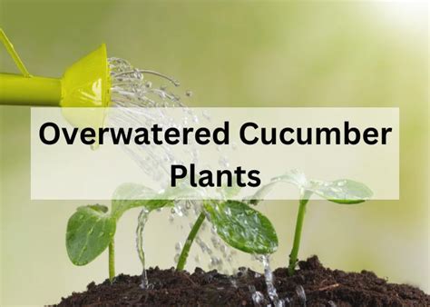 23 Overwatered Cucumber Plants Dungroqaya