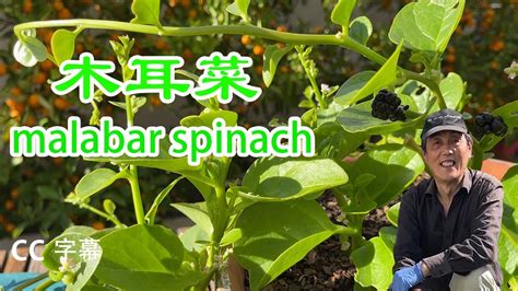 家庭種菜木耳菜种植 扦插方法malabar spinach in pots怎样种木耳菜能快速繁殖健康的植株达到菜生菜多茬采收