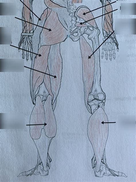 Posterior Lower Extremity Muscles Diagram Quizlet