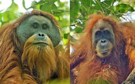 Orang Pendek Is There An Unknown Great Ape In Remotest Sumatra