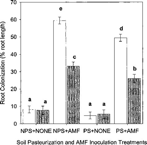 Infl Uence Of Soil Pasteurization And Inoculation With The Arbuscular