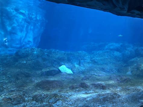 Beluga Whale Underwater Viewing - ZooChat