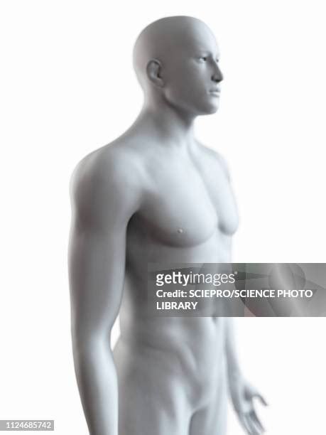 Male Body Anatomy Photos and Premium High Res Pictures - Getty Images