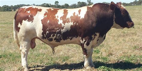 Top 10 Biggest Cow Breeds in the World: Largest Cow Breeds