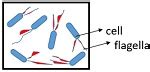 What Is Staining Definition Objectives Mechanism Types Biology