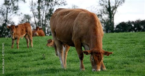 Limousin Domestic Cattle Cows And Calves Loire Countryside In France