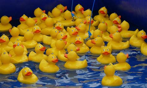 Chicago Ducky Derby A Quirky Spectacle For A Worthy Cause