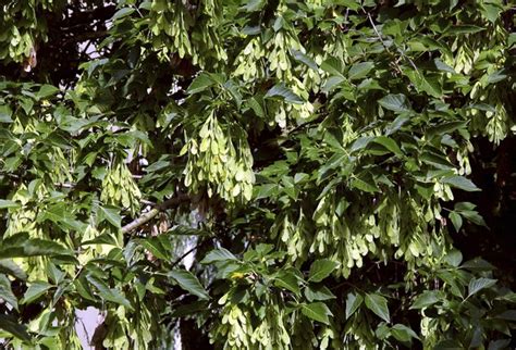 Box Elder Tree Identification | Hunker