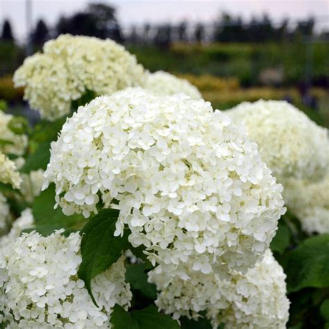 Hydrangea Arborescens Annabelle Ortensia Vendita Piante Online