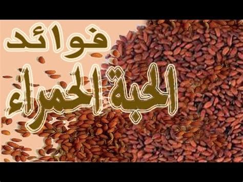 فوائد الحبة الحمراء أو حب الرشاد أو الثفاء - YouTube