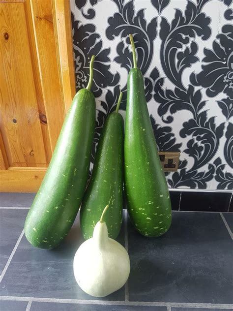 Bangladeshi Kodu Bottle Gourd Dudhi Doodhi Lao Lau Uk Grown Seeds Ebay