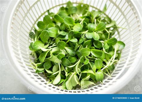 Harvest Of Milk Thistle Microgreens Sprouts Stock Photo Image Of