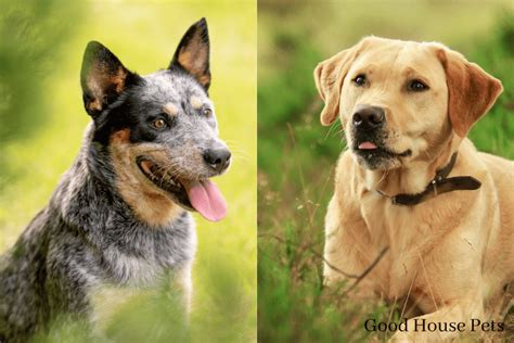 Blue Heeler Lab Mix Everything You Need To Know About This Cross