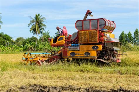 Combine Harvester Working On Rice Field Harvesting Is The Process Of