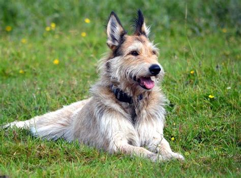 Berger Picard Picardy Shepherd Dog Breed Info Images Videos Faqs