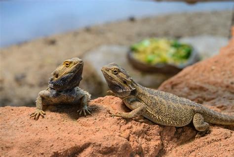 Dragón barbudo o pogona características hábitat y qué come Resumen