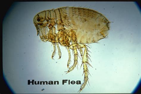 Human Flea