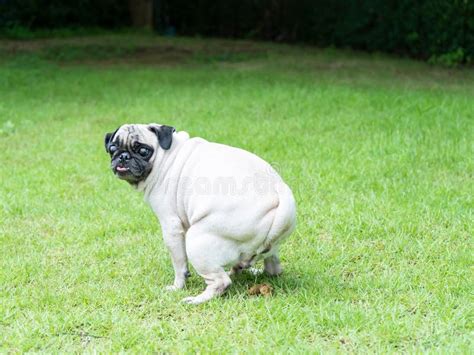 Closeup Of A Bulldog Pooping Outdoors Stock Image Image Of Close