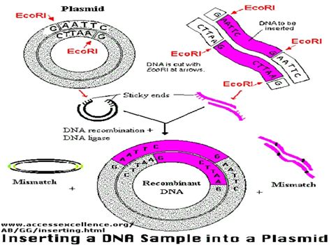 Recombinant Dna Technology Main Ppt