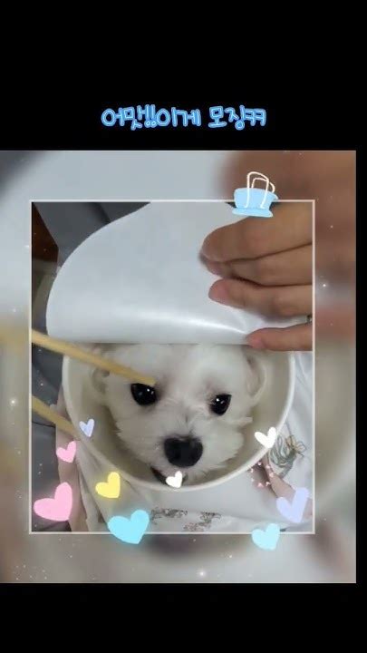 🐶컵라면 샀더니 강아지가🐶shorts말티즈반려동물반려견댕댕이멍멍이fyp천재견강쥐강아지일상dogpuppy