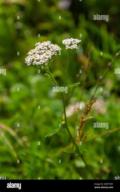 Achillea Millefolium Comúnmente Conocida Como Yarrow O Yarrow Común Es Una Planta Con Flores