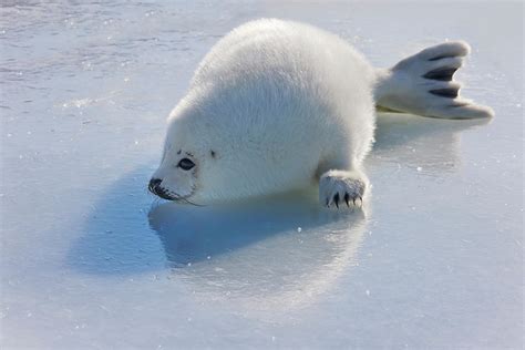 Harp Seal Pup On Ice Iles De La Photograph By Keren Su Pixels