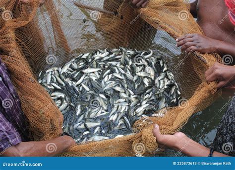 Recolecci N De Semillas De Peces Con Alevines De Carpa Para Su Venta A