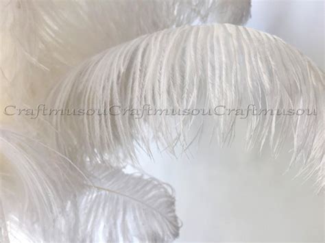 Natural Ostrich Feathers Piece Inches White Ostrich Feather