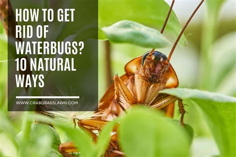 How To Get Rid Of Waterbugs 10 Natural Ways Crabgrasslawn