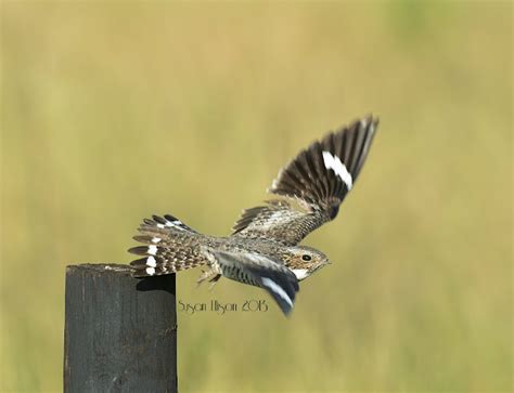 Common Nighthawk Project Noah