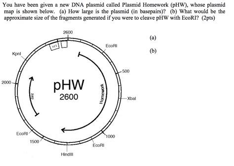 Solved You Have Been Given A New DNA Plasmid Called Plasmid Chegg