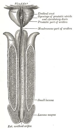 Seminal colliculus - Definition, Location, Function and Pictures