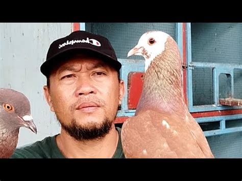 MERPATI KOLONG WONOSOBO Sedang Live Sekarang MERAWAT MERPATI YouTube