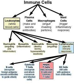 Immune cells Nursing School Studying, Nursing Study, Nursing Tips ...