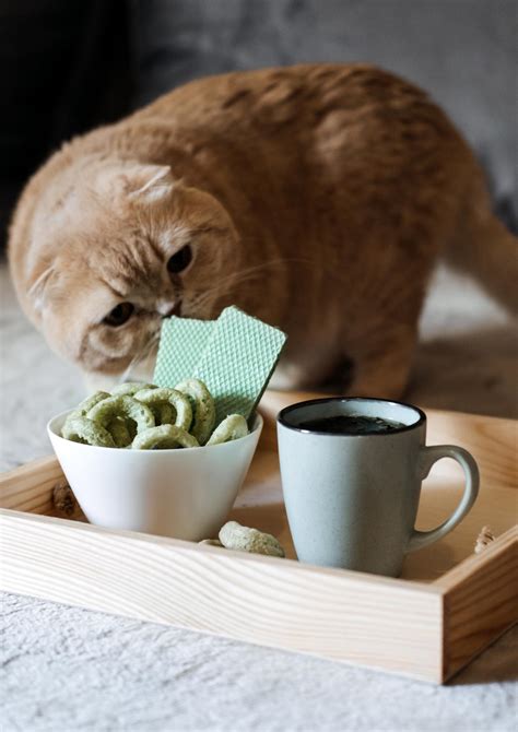 Can Cats Drink Tea Everything You Need To Know