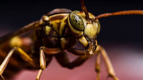 Fondos de pantalla Animales naturaleza fotografía insecto avispa