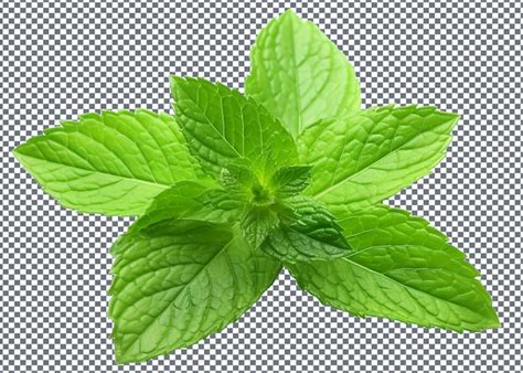 Premium PSD Fresh Mint Leaves Isolated On Transparent Background