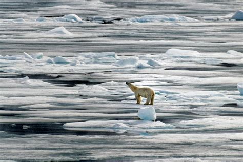 Polar Bear in Arctic · Free Stock Photo