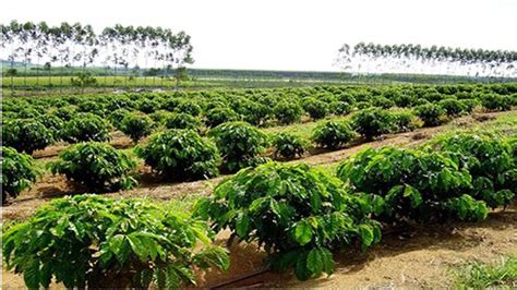 Área cultivo do café robusta no Brasil ocupa apenas 375 mil