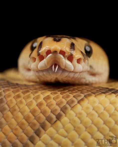 ball python cute snake cute reptiles snake