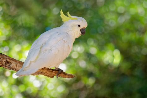 Cockatoos and Parrots: What is The Difference? - RESTORASI EKOSISTEM ...