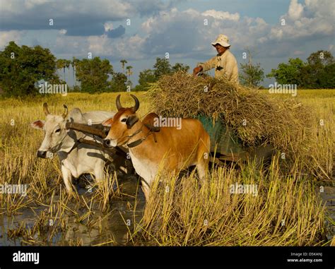 Map Of Cambodia Farming