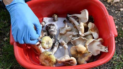 Suspected Mushroom Poisoning Australian Woman Charged With Three