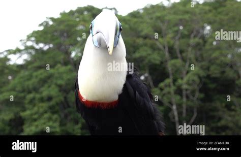 Channel-billed toucan sit it the amazon rainforest preening feathers Stock Video Footage - Alamy