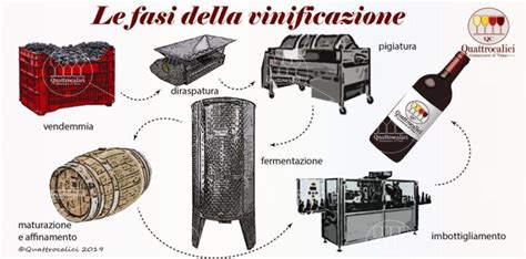 Fasi Della Vinificazione Quattrocalici Conoscere Il Vino