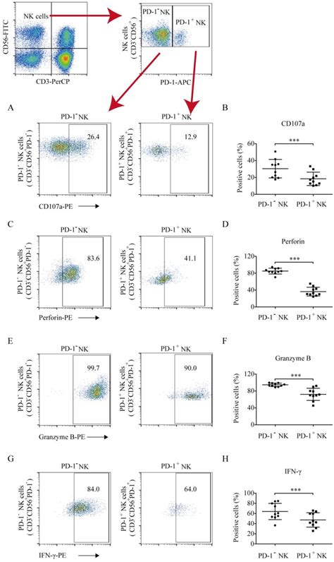 The Levels Of Cd107a Perforin Granzyme B And Ifn γ Production In Download Scientific Diagram