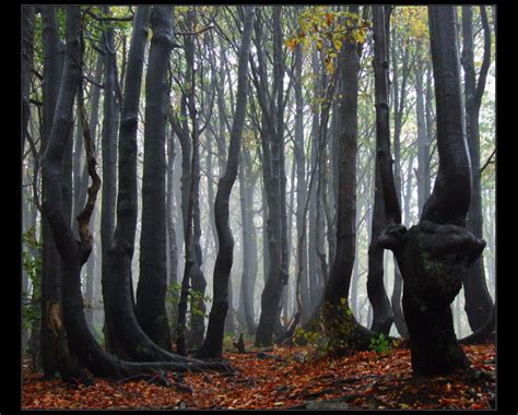 Fangorn Forest by smagliczka on DeviantArt