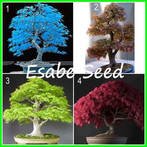 Jual Paket Benih Biji Bibit Bonsai Maple 4 Jenis Maple Shopee Indonesia