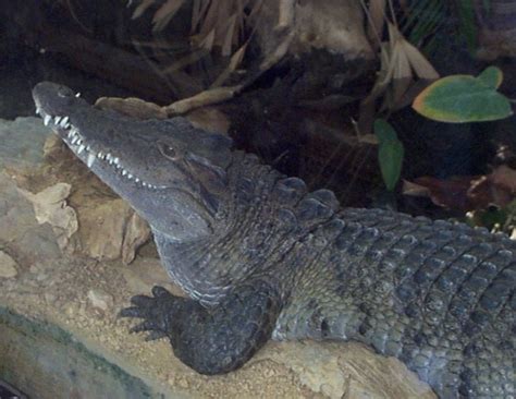 Philippine Crocodile: WhoZoo