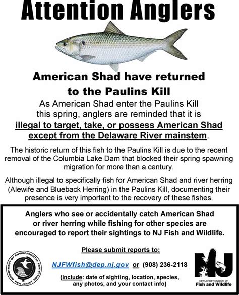 Njdep Division Of Fish And Wildlife American Shad Officially Documented